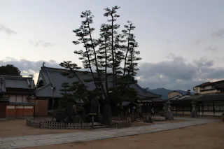 A large pine tree with multiple trunks stands in a fenced area in front of a traditional Japanese building at dusk, with cloudy skies and mountains in the background.