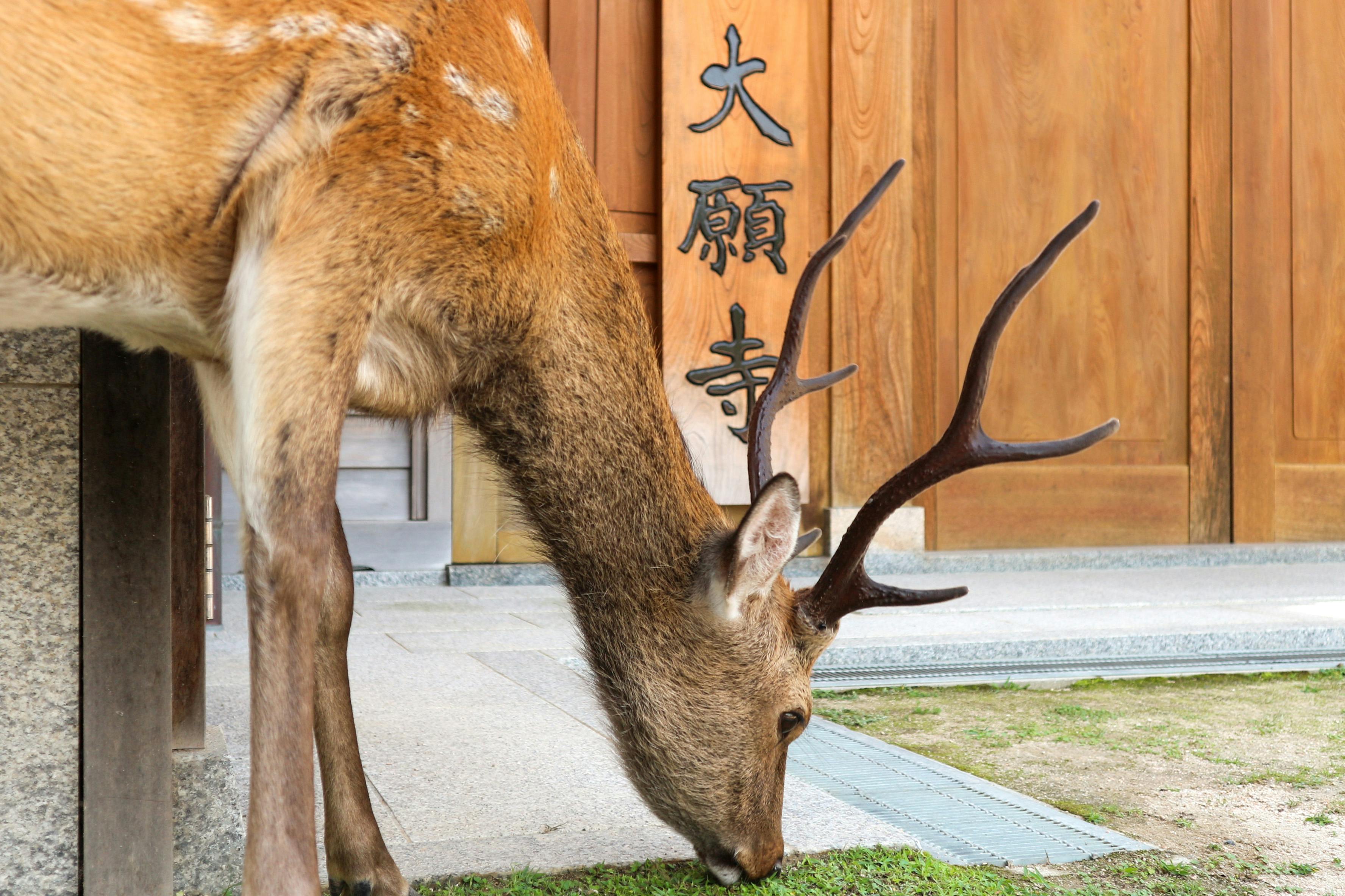 A deer with antlers grazes on grass near a wooden building with large Japanese kanji characters inscribed on a sign next to the door.