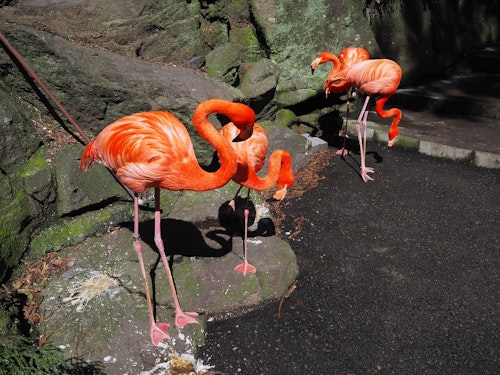 Izu Shaboten Zoo