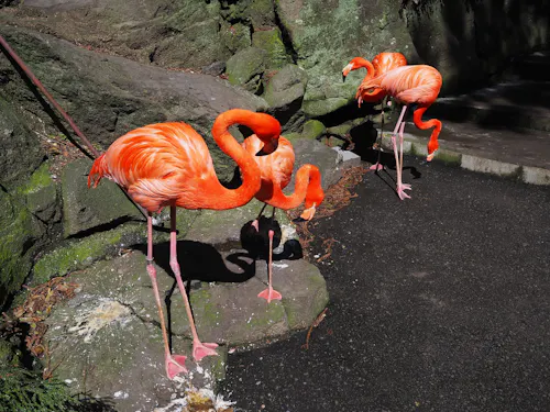 Three bright pink flamingos stand and walk on a rocky, shaded path next to mossy green rocks, their long legs and curved necks clearly visible in the sunlight.