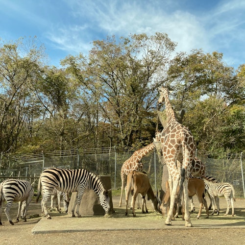 Fuji Safari Park Several zebras and giraffes stand together on a concrete platform in an outdoor zoo enclosure, surrounded by trees and enclosed by wire fencing under a blue sky with scattered clouds.