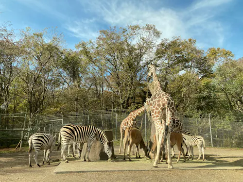 Several zebras and giraffes stand together on a concrete platform in an outdoor zoo enclosure, surrounded by trees and enclosed by wire fencing under a blue sky with scattered clouds.