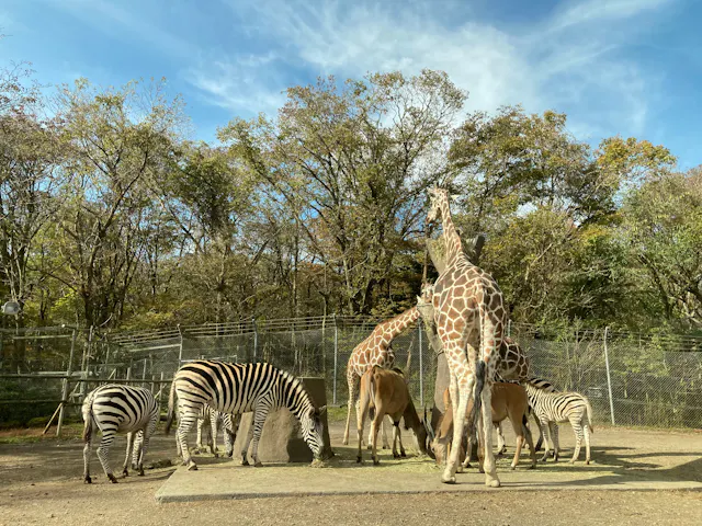 Several zebras and giraffes stand together on a concrete platform in an outdoor zoo enclosure, surrounded by trees and enclosed by wire fencing under a blue sky with scattered clouds.