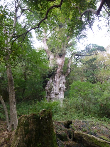 Jomonsugi Cedar