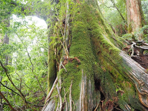Jomonsugi Cedar