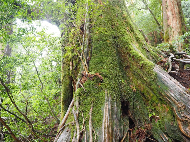 Jomonsugi Cedar