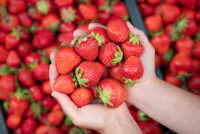 A pair of hands holds a handful of fresh, ripe strawberries, with more strawberries scattered in the background. The berries are bright red and plump, with green stems visible.