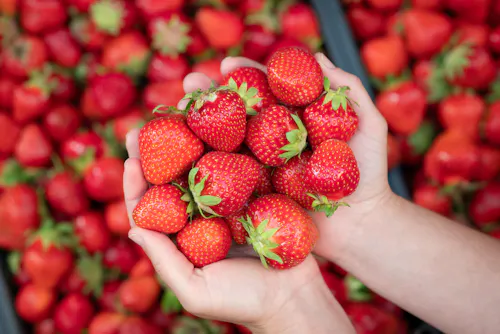 A pair of hands holds a handful of fresh, ripe strawberries, with more strawberries scattered in the background. The berries are bright red and plump, with green stems visible.
