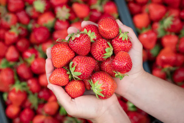 A pair of hands holds a handful of fresh, ripe strawberries, with more strawberries scattered in the background. The berries are bright red and plump, with green stems visible.
