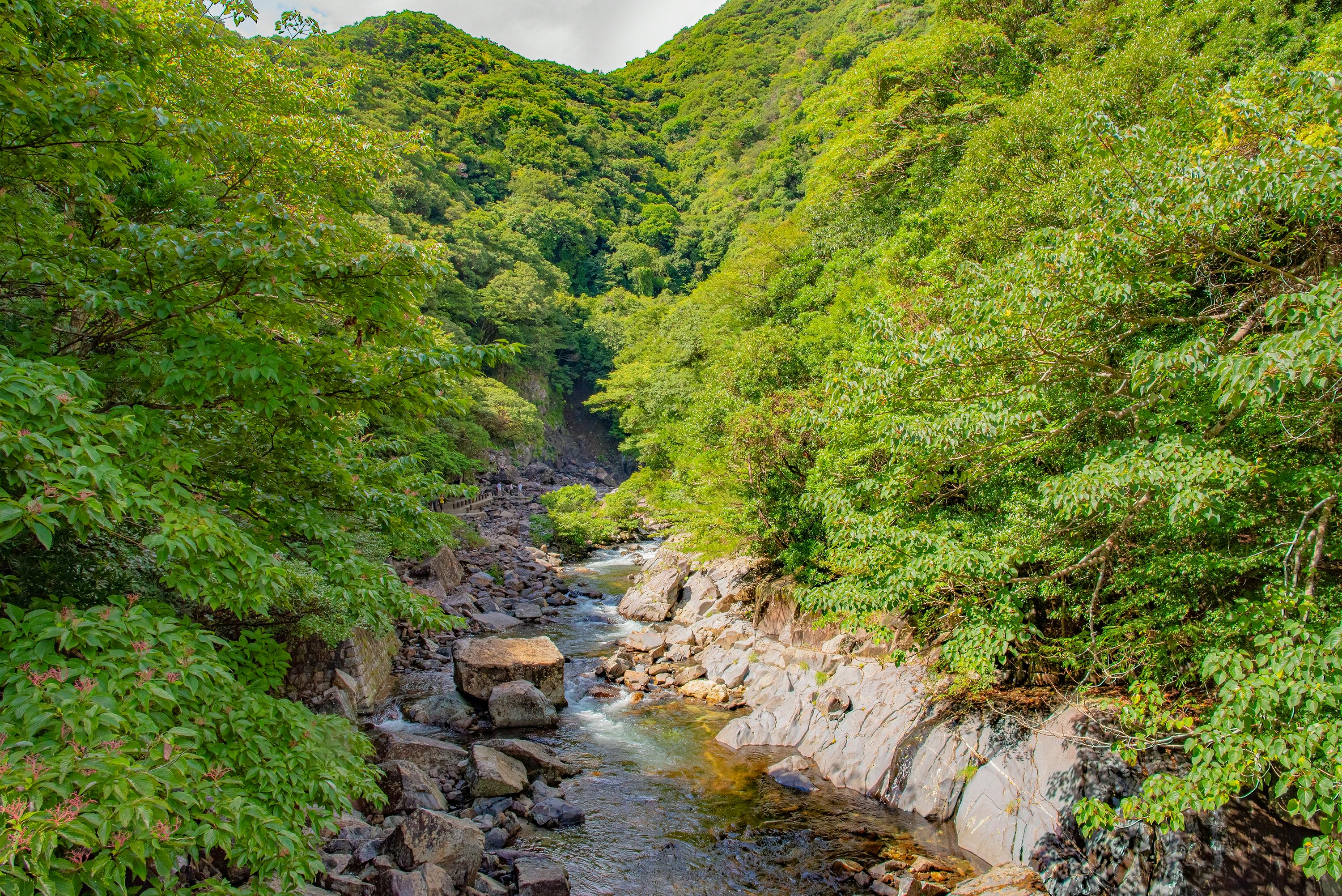 A rocky stream flows through a lush, green forested valley with dense trees covering the hillsides under a partly cloudy sky.