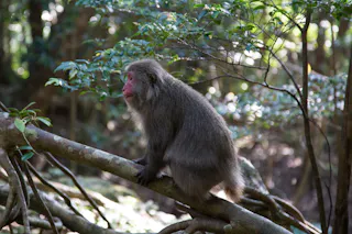 A Japanese macaque with grey-brown fur sits on a mossy tree branch in a sunlit forest, surrounded by green foliage and tree roots.