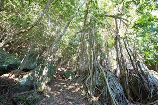 Dense forest scene with sunlight filtering through tall trees and thick foliage. Large rocks and twisted tree roots cover the forest floor, creating a lush, wild, and vibrant natural environment.