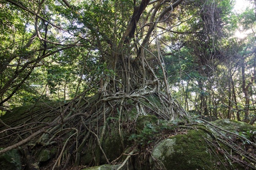 Seibu Rindo Forest Path