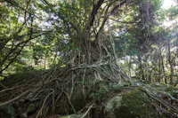 Large tree with thick, twisted roots sprawling over moss-covered rocks in a dense, sunlit forest. Sunlight filters through the green canopy, highlighting the tangled roots and lush foliage.