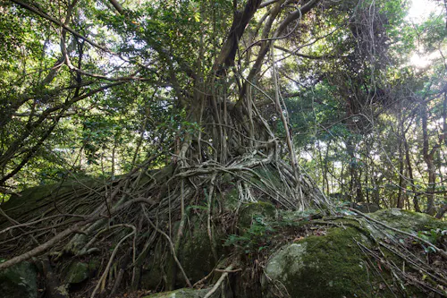 Large tree with thick, twisted roots sprawling over moss-covered rocks in a dense, sunlit forest. Sunlight filters through the green canopy, highlighting the tangled roots and lush foliage.