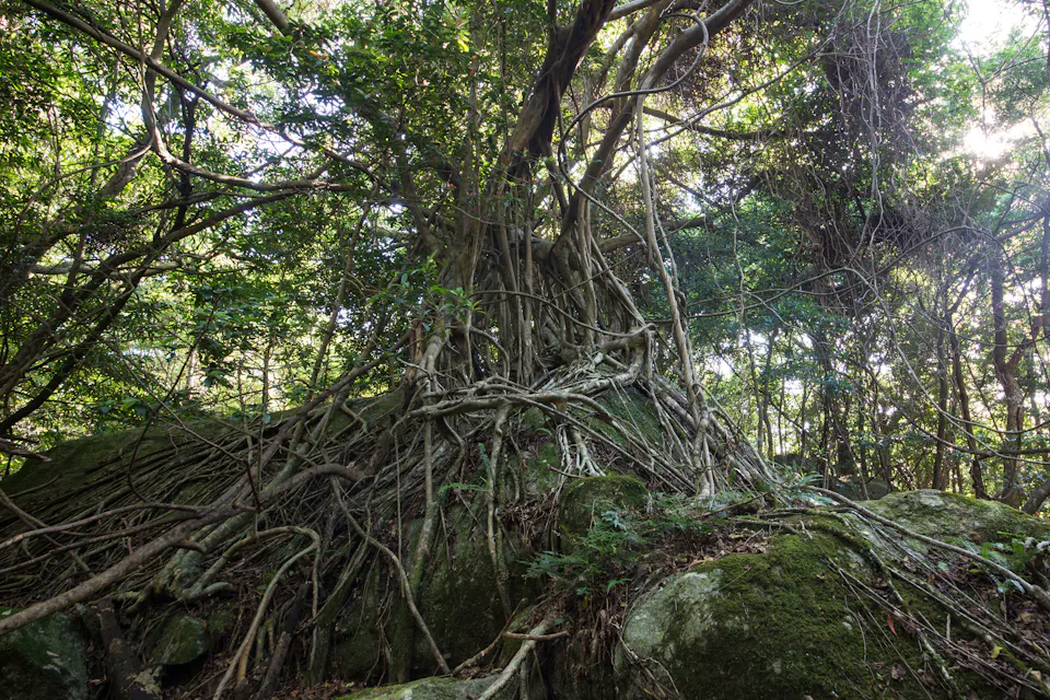 Seibu Rindo Forest Path
