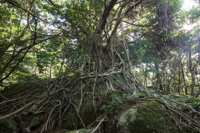 Large tree with thick, twisted roots sprawling over moss-covered rocks in a dense, sunlit forest. Sunlight filters through the green canopy, highlighting the tangled roots and lush foliage.