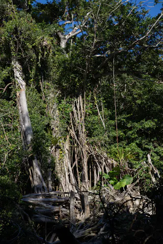 Dense tropical forest with abundant green foliage, thick tree trunks, twisted branches, and scattered fallen logs. Sunlight filters through the leafy canopy, casting shadows on the forest floor.