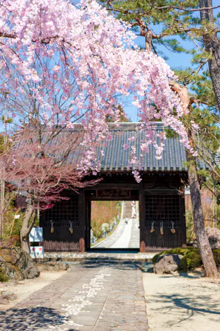 Cherry blossoms hang over a stone path leading to a traditional Japanese gate, with trees and greenery surrounding the scene under a bright blue sky.