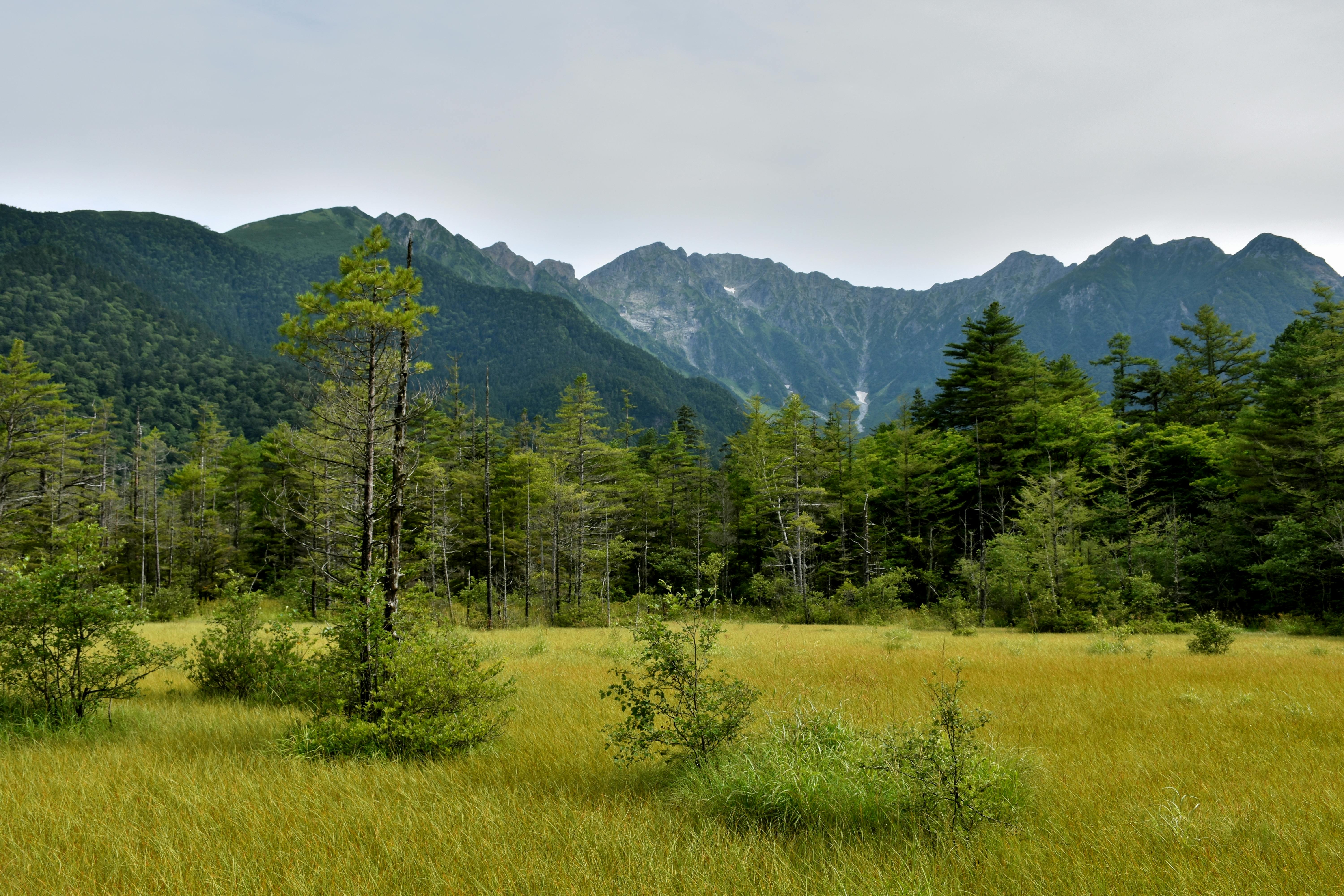 Tashiro Marsh