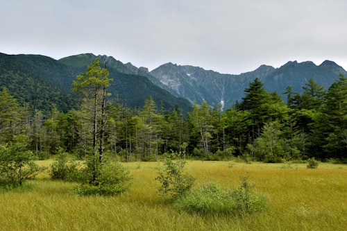Tashiro Marsh