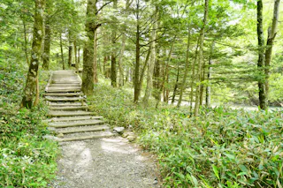 A path with wooden steps leads through a lush, green forest filled with tall trees and dense undergrowth on a sunny day.