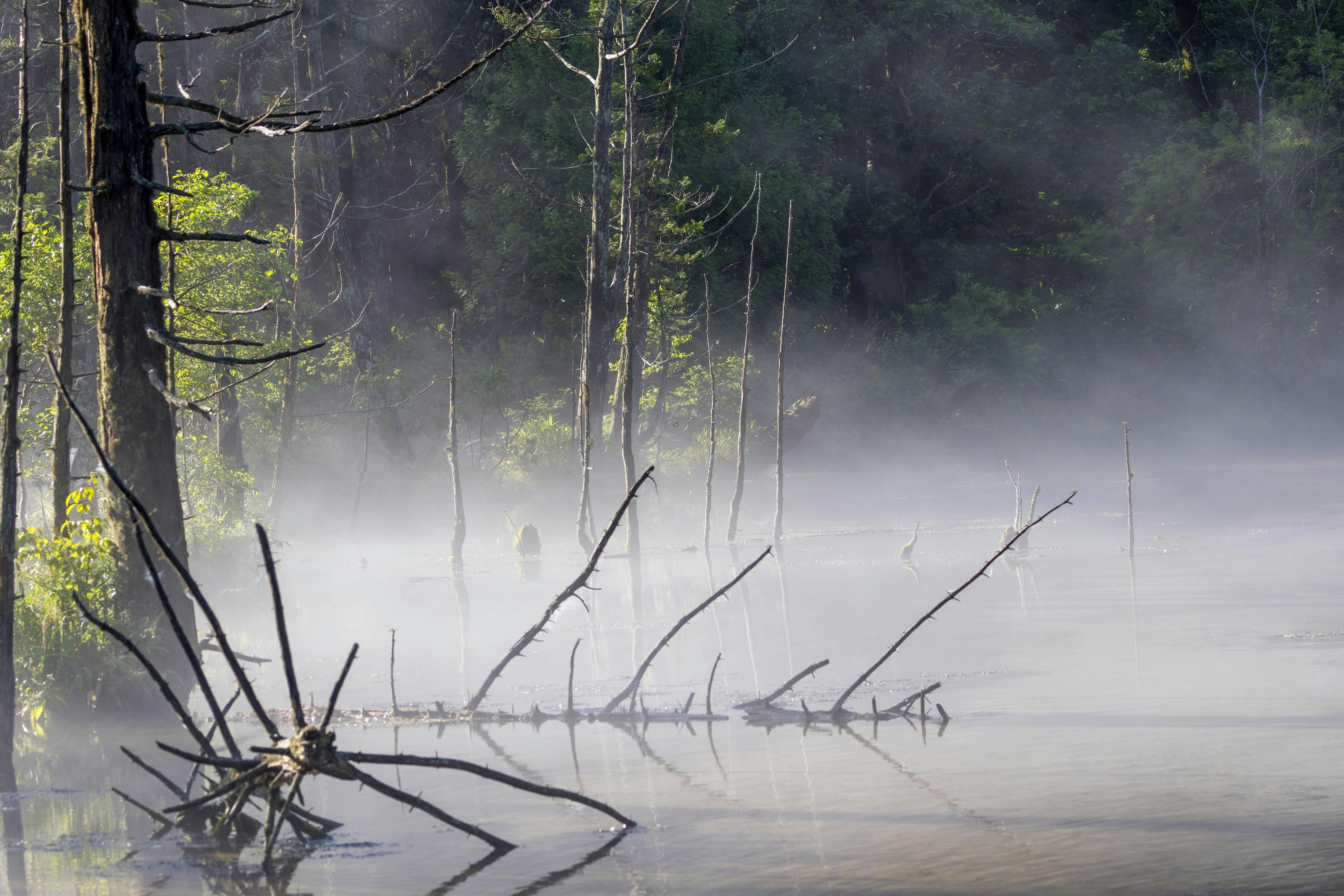 Fog rises over a quiet, swampy area with bare, leafless trees and branches sticking out of the water. Lush green forest is visible in the background, partially obscured by mist.