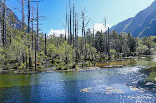 A clear river flows through a scenic forest with tall, leafless trees and green foliage, surrounded by mountains under a bright blue sky. Sunlight reflects on the water’s surface, creating a tranquil natural scene.