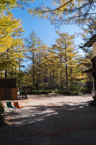 A sunlit outdoor area with tall trees featuring yellow-green foliage, several colorful folding chairs, and shadows cast on the ground. A building is partially visible on the right side.