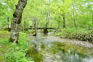 A clear stream flows through a lush green forest with a wooden footbridge crossing over the water. Sunlight filters through the leafy trees, creating a serene and peaceful natural scene.