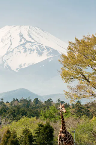 A giraffe stands among green trees with a snow-capped Mount Fuji rising in the background under a clear sky.