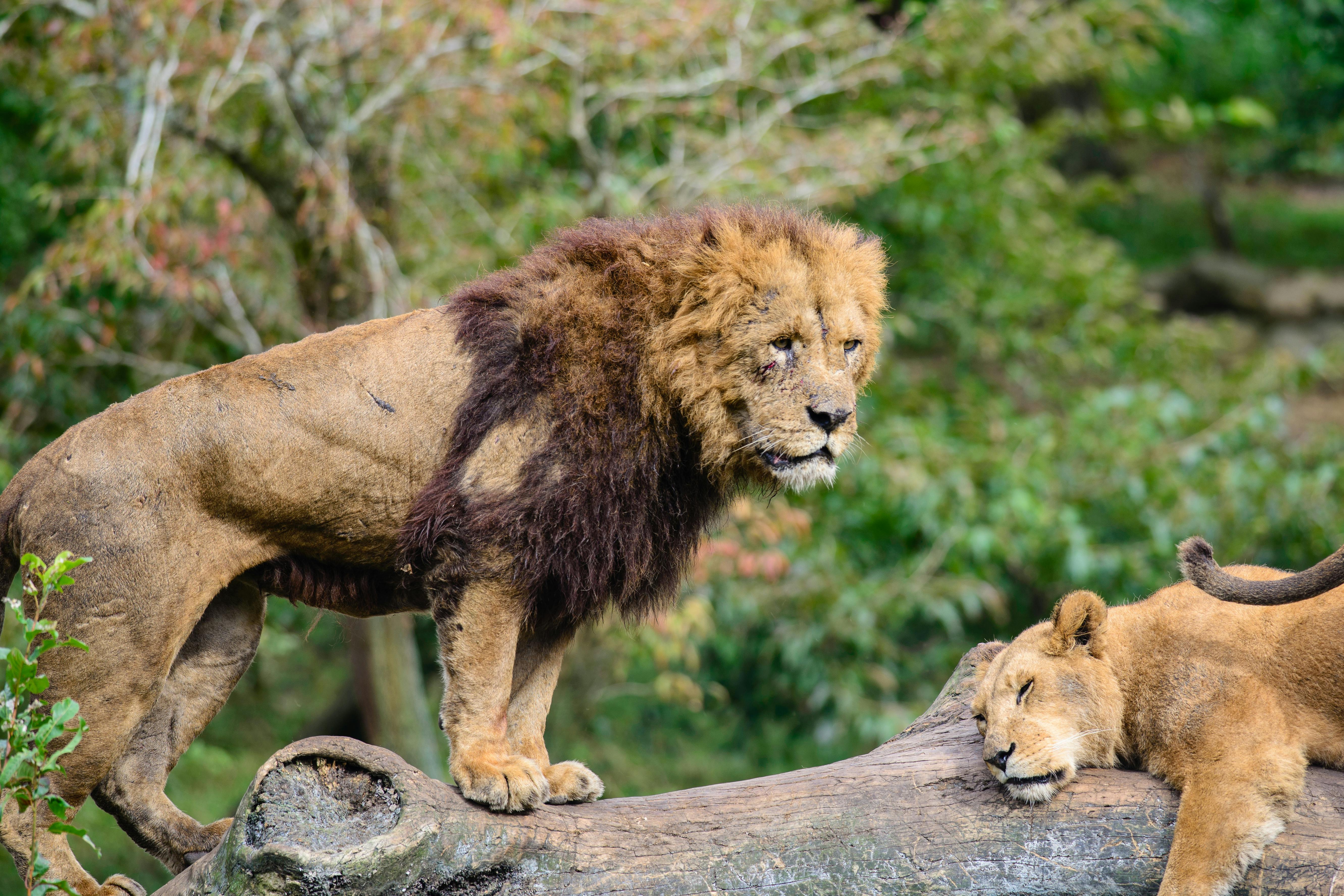 A male lion stands on a large log, looking alert, while a lioness lies down resting with her eyes closed beside him. The background is lush with green foliage.