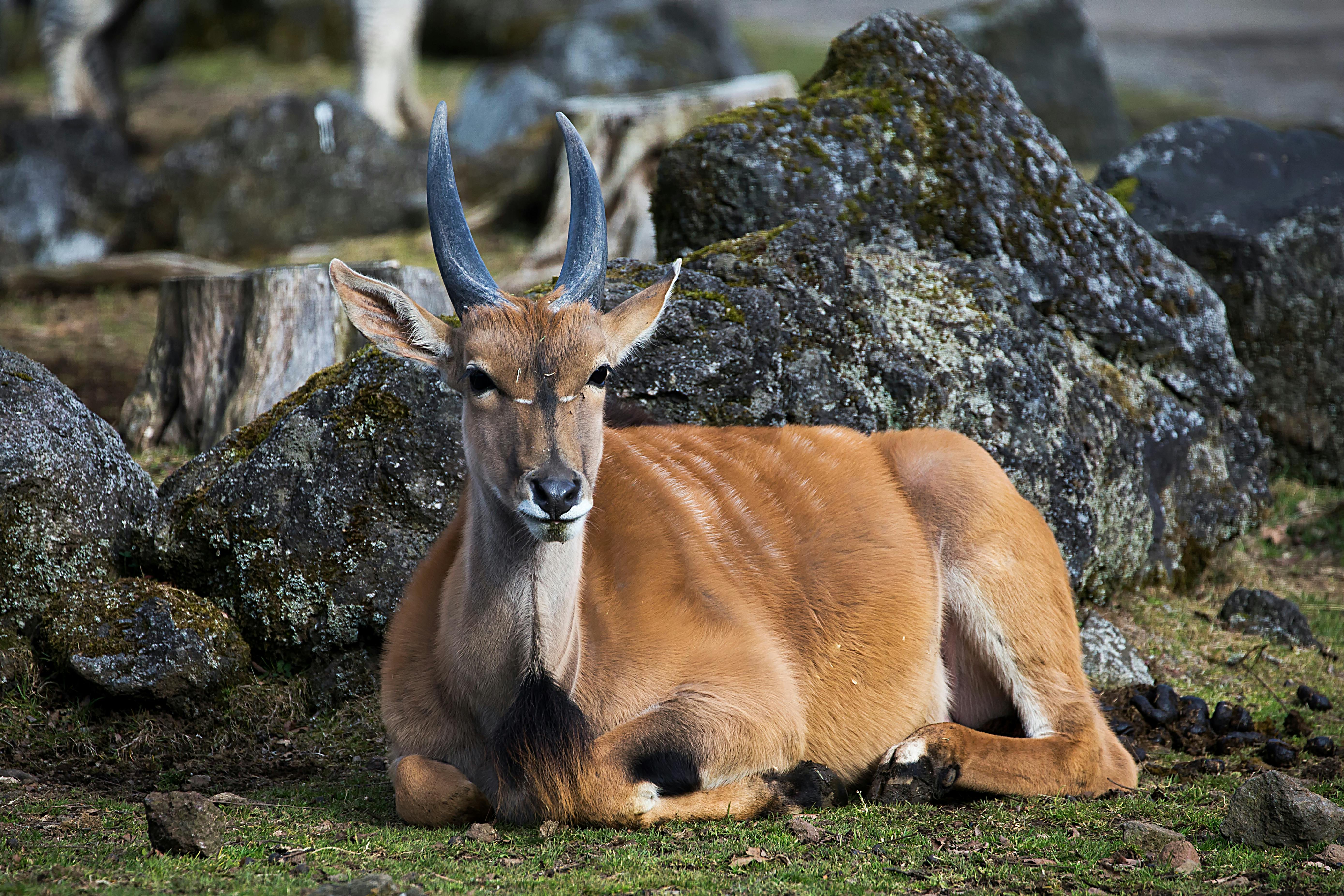 A large antelope with light brown fur and curved horns lies on the grass in front of moss-covered rocks, looking directly at the camera.