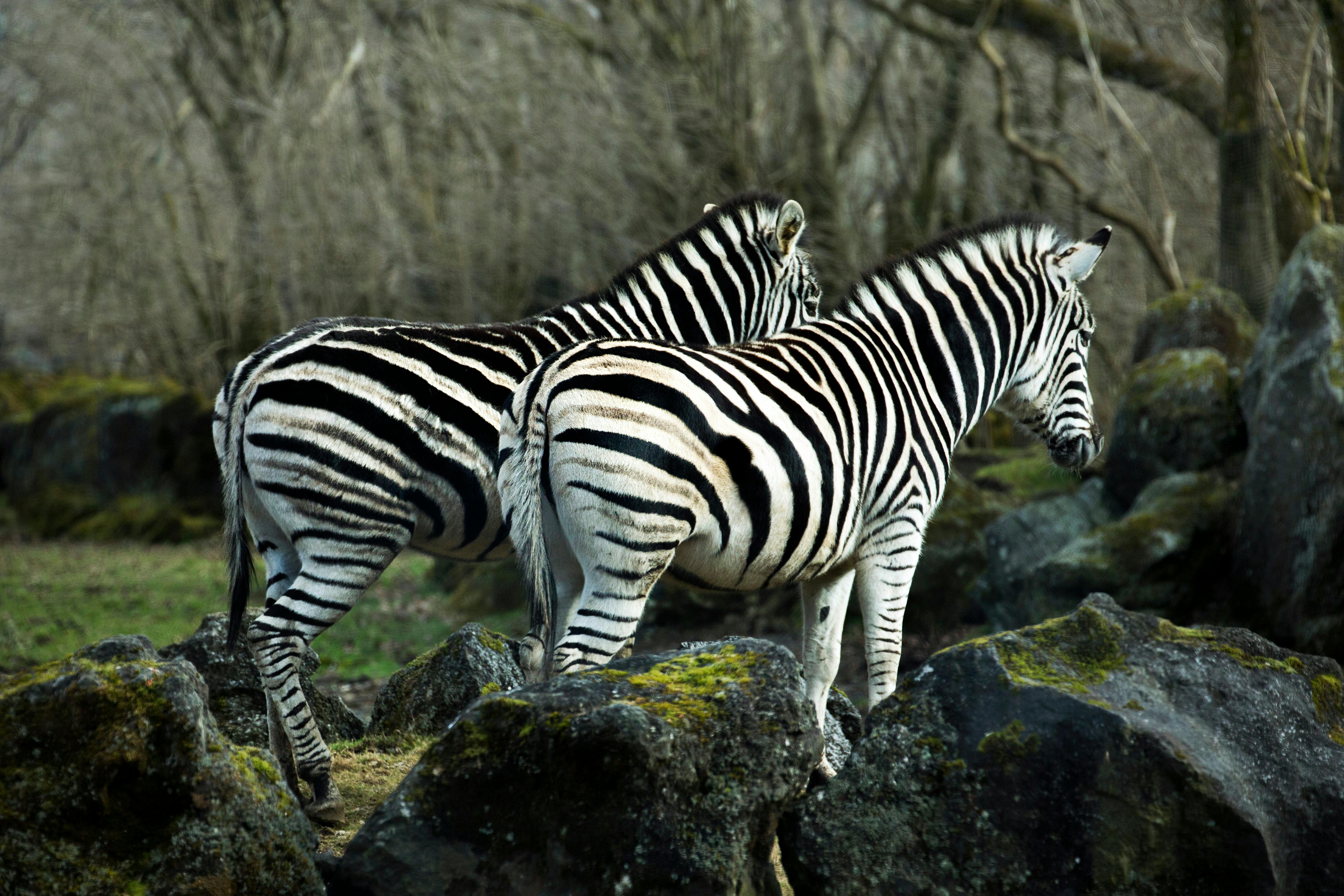Two zebras with black and white stripes stand close together on mossy rocks in a wooded area with bare trees and muted light.
