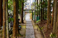 A stone path lined with tall trees leads to a distant torii gate in a peaceful, wooded area, with buildings visible in the background.