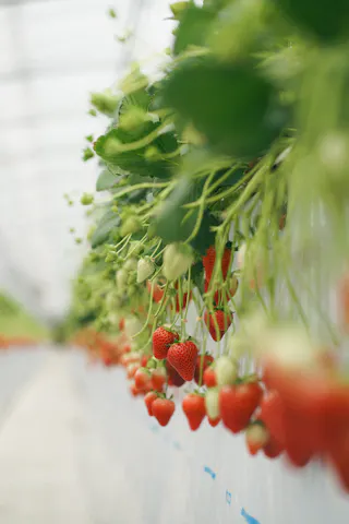Rows of ripe and unripe strawberries hang from green plants in a greenhouse, with soft, natural light illuminating the vibrant red fruit and lush leaves.