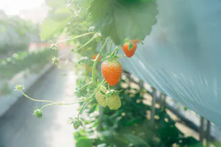 Strawberries in various stages of ripeness hanging from a vine in a greenhouse, with sunlight filtering through leaves and a blurred background of more plants and a walkway.