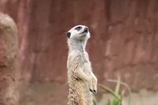 A meerkat stands upright on its hind legs, alert and looking upward, with a blurred brown and green background.