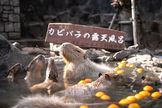 Several capybaras relax in a hot spring surrounded by floating oranges. A wooden sign with Japanese text stands in the background among rocks. The setting appears to be a zoo or animal sanctuary.