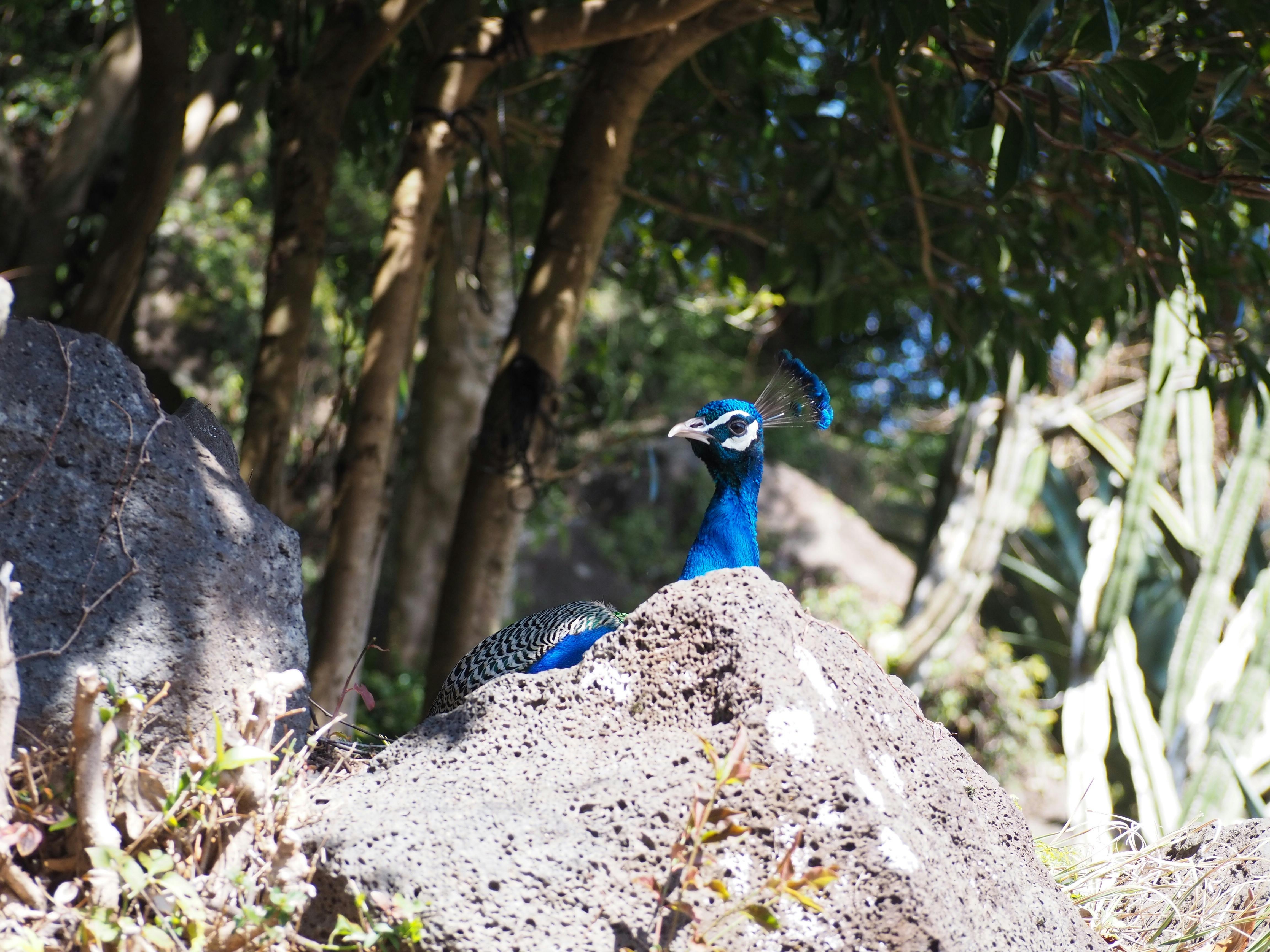 A blue peacock stands behind large rocks in a sunlit, wooded area with trees and plants in the background.
