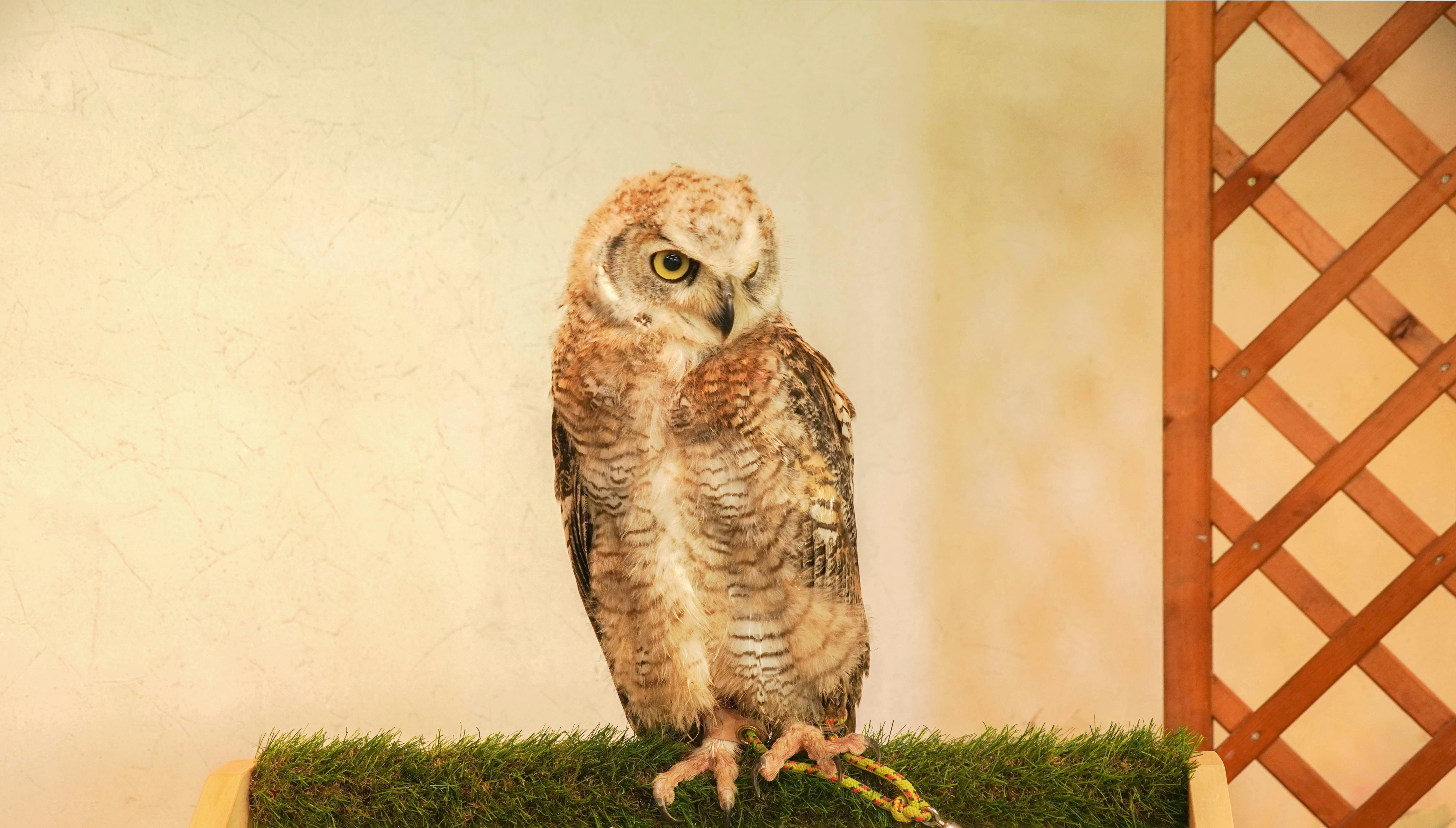 A young owl with brown and white feathers stands on artificial grass, looking to the side. A wooden trellis is partially visible to the right against a pale beige wall.
