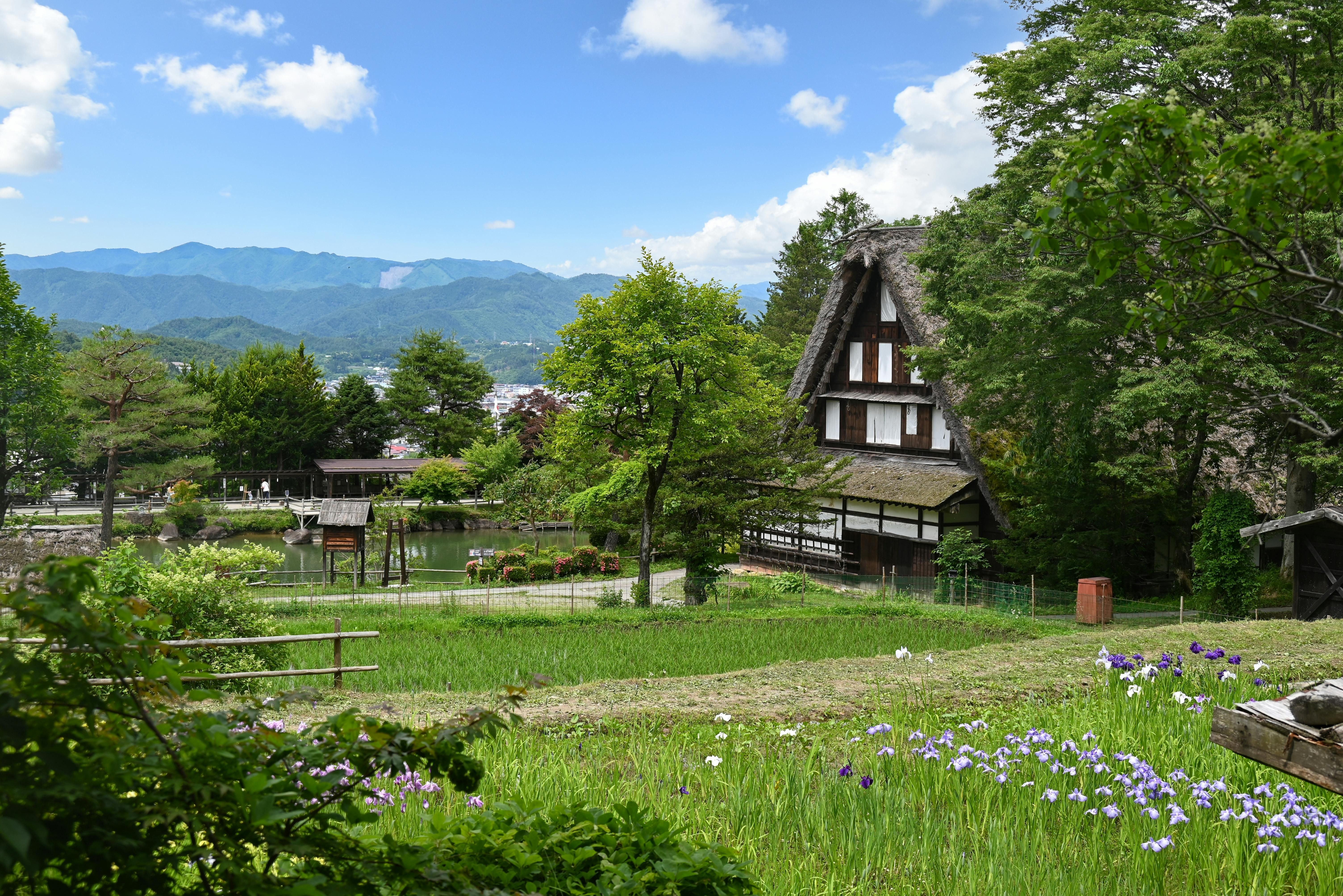 Traditional Japanese thatched-roof house surrounded by green trees, gardens, and blooming purple irises, with mountains and a blue sky with scattered clouds in the background.