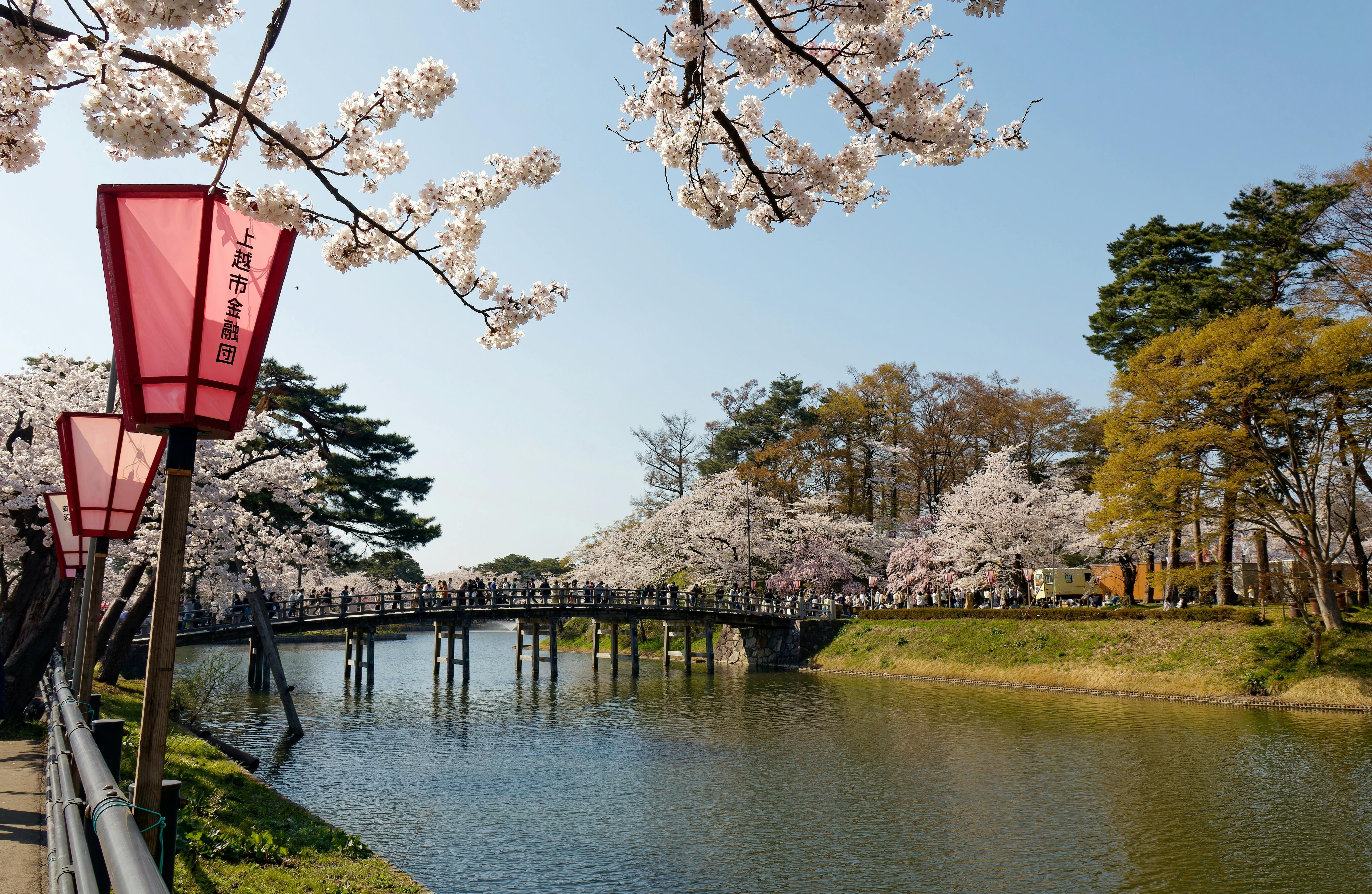 Cherry blossom trees in full bloom line a river, with a wooden bridge crossing over the water. Pink lanterns hang along the riverside, and people walk under clear blue skies, enjoying the spring scenery.