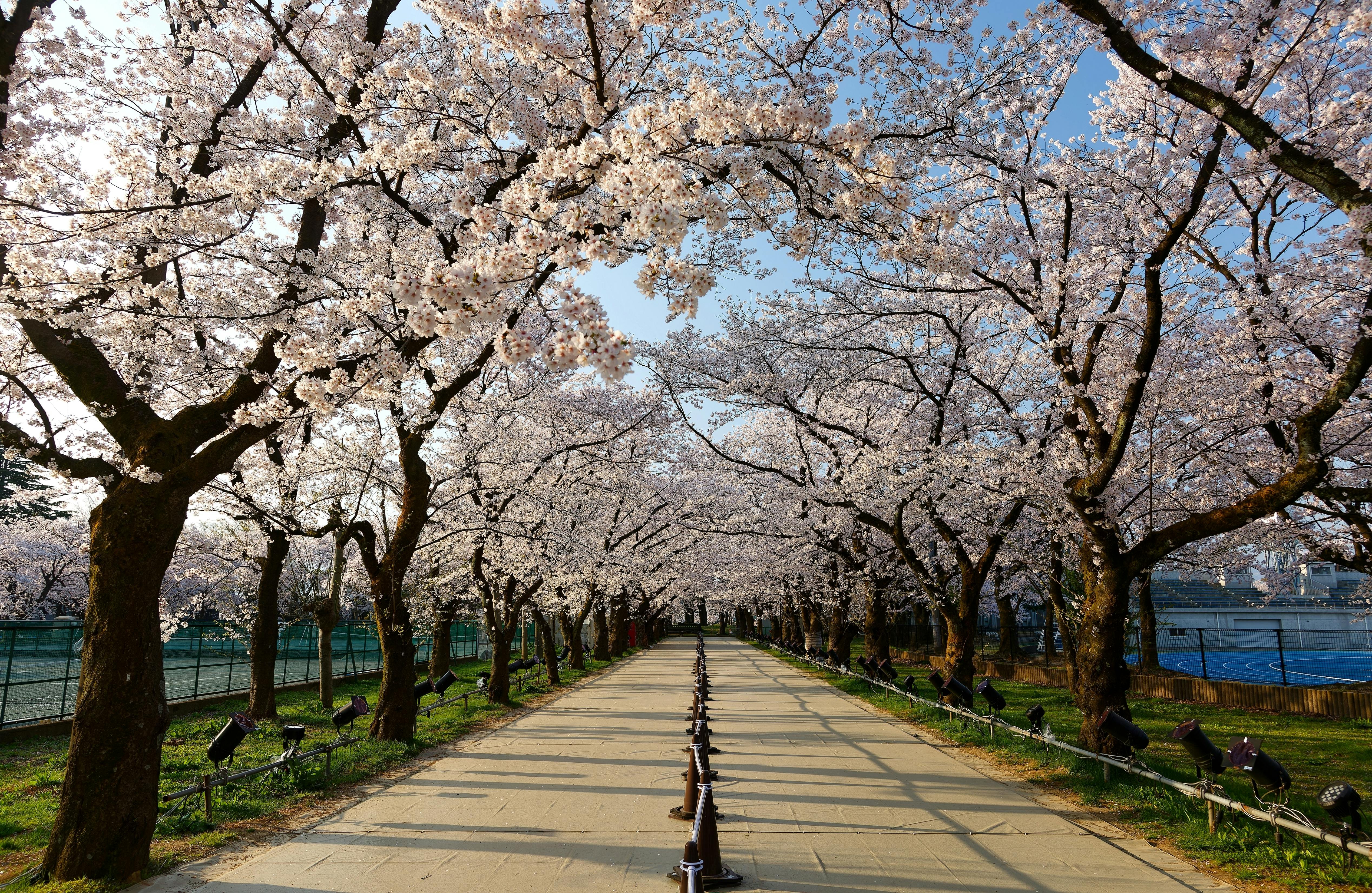 A paved walkway lined with cherry blossom trees in full bloom on both sides, creating a tunnel of pink flowers under a clear blue sky. Black posts and ropes border the path.