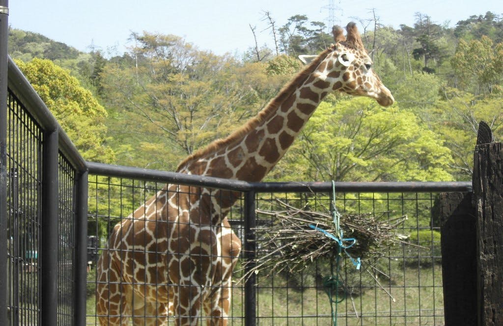 A giraffe stands inside a fenced enclosure, with trees and greenery in the background. There is a bundle of branches tied with blue rope hanging on the fence near the giraffe.