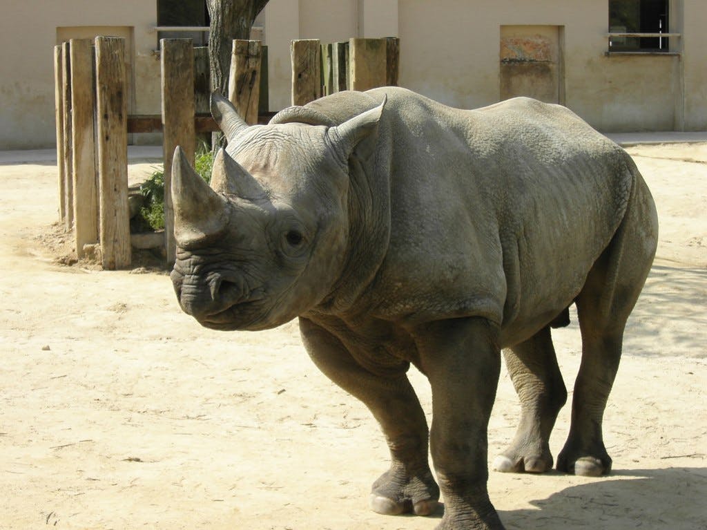 A black rhinoceros stands on sandy ground in an outdoor enclosure with wooden posts and a building in the background, facing slightly to the left.