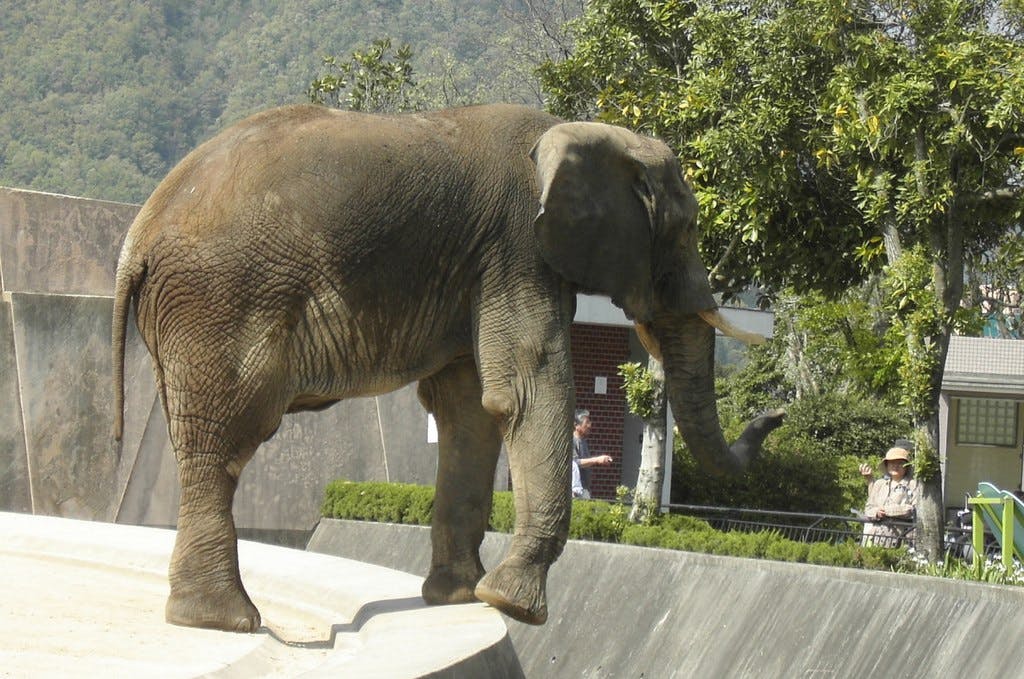 An elephant stands on a concrete surface in an outdoor enclosure at a zoo, with trees and a fence in the background. Two people observe the elephant from behind the fence.