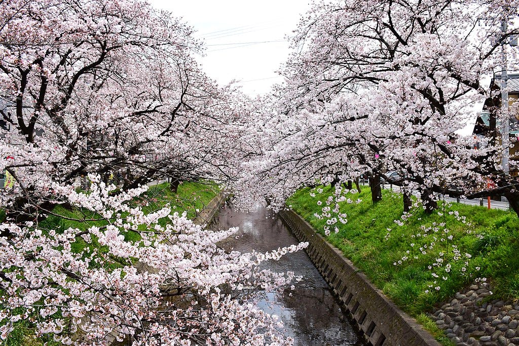 Cherry blossom trees in full bloom arch over a narrow canal with green grassy banks, creating a tunnel of pink and white flowers. The water reflects the blossoms, and the scene is serene and vibrant.