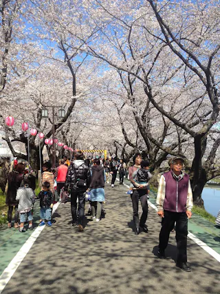 People walk along a path lined with cherry blossom trees in full bloom. Pink lanterns hang on one side, and families, couples, and individuals enjoy the spring scenery under a clear blue sky.
