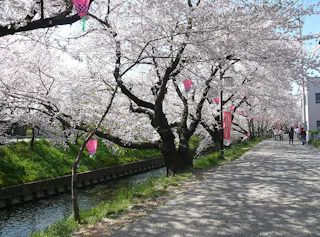 Cherry blossom trees in full bloom line a riverside path decorated with pink lanterns. The scene is bright and peaceful, with a few people walking along the path under the flowering branches.